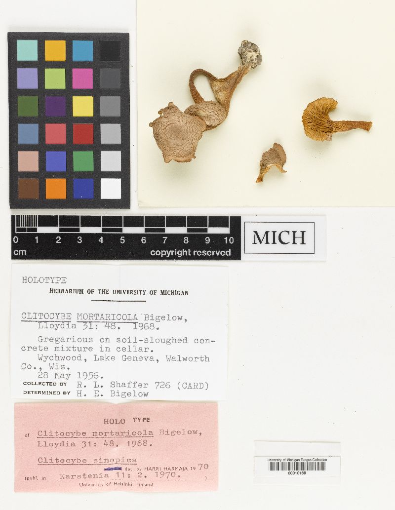 Clitocybe mortaricola image