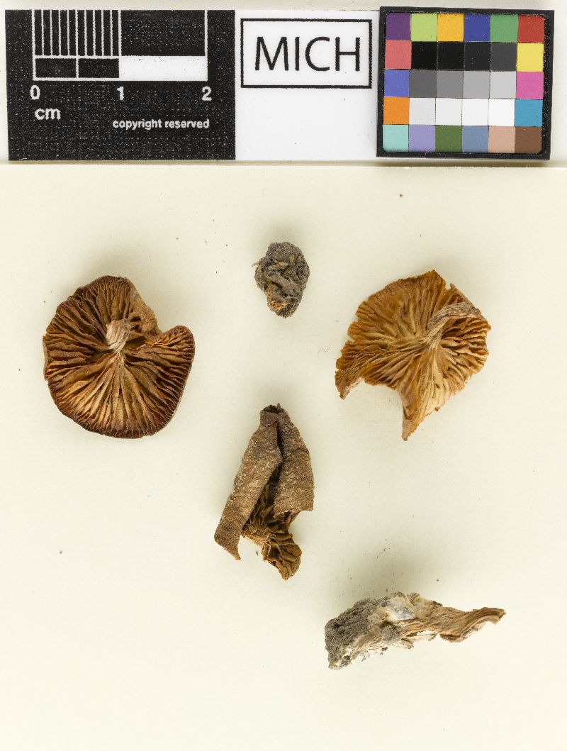 Clitocybe melliolens image