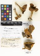 Clitocybe mitis image