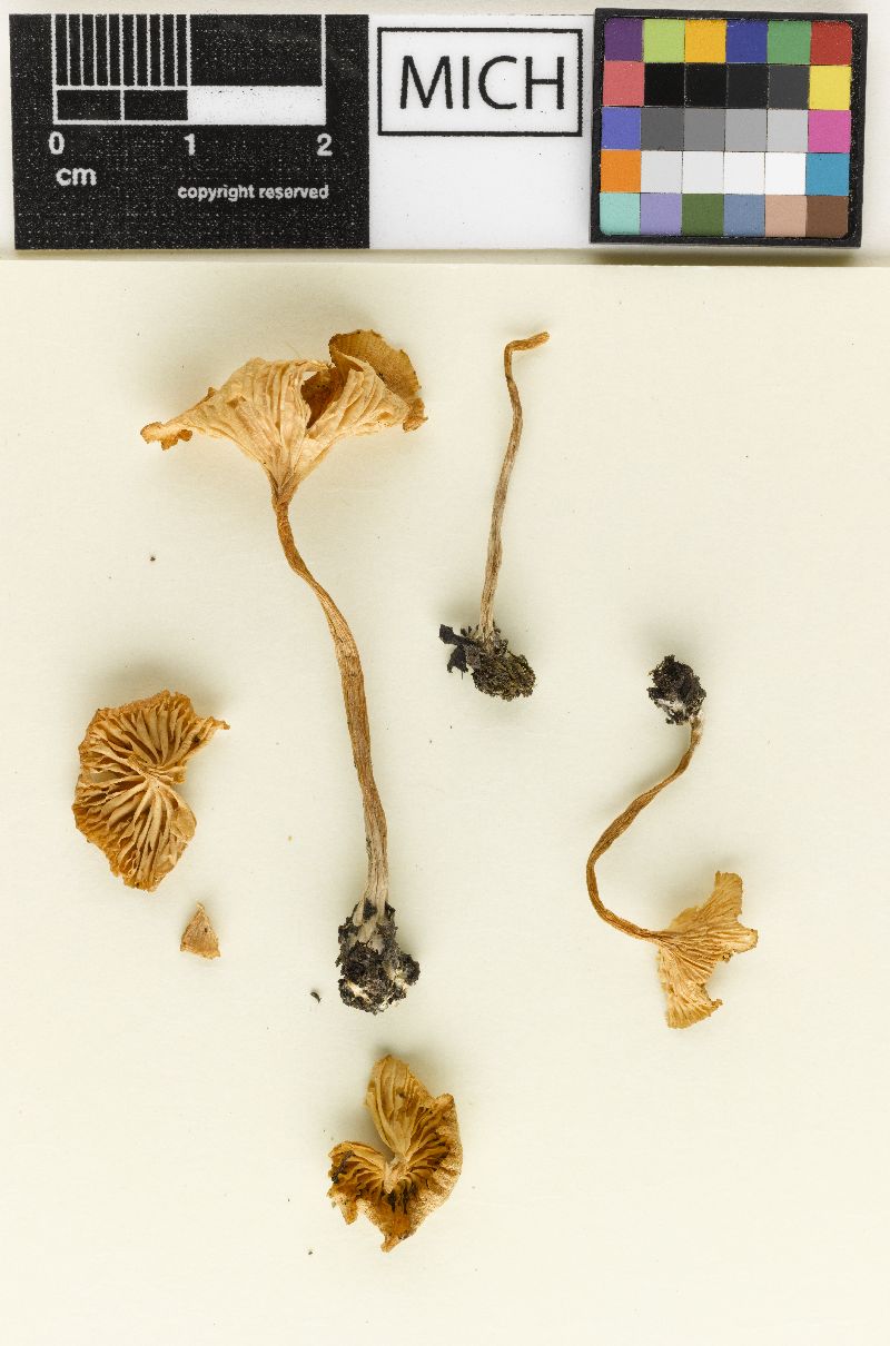 Clitocybe pallescens image