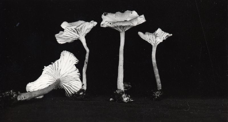 Clitocybe pallescens image