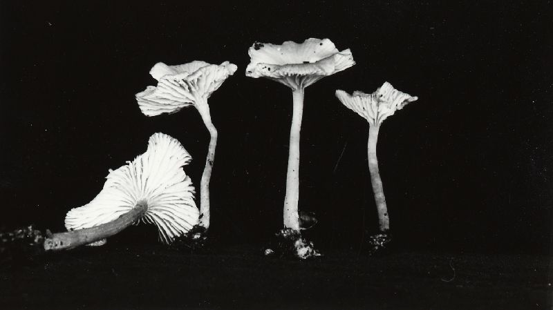 Clitocybe pallescens image