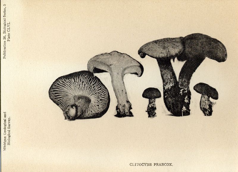 Clitocybe praecox image