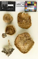 Clitocybe regularis var. insistens image