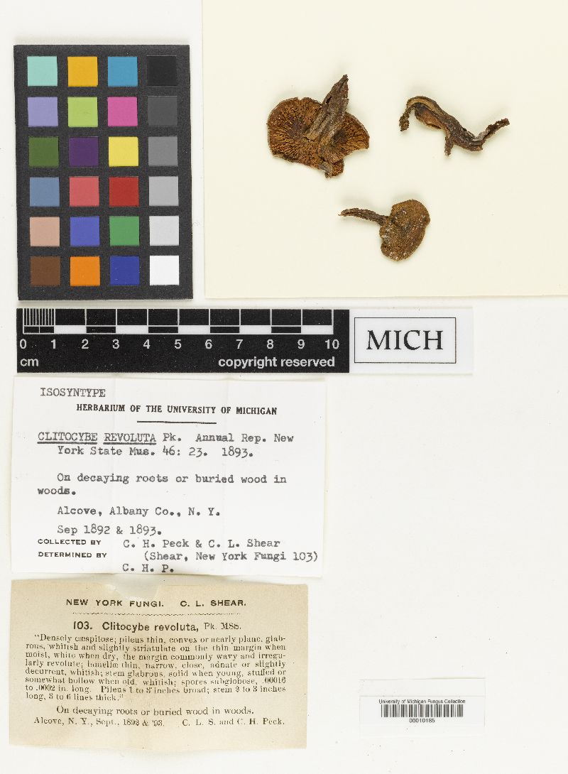 Clitocybe revoluta image