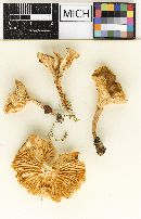 Clitocybe salmonilamella image