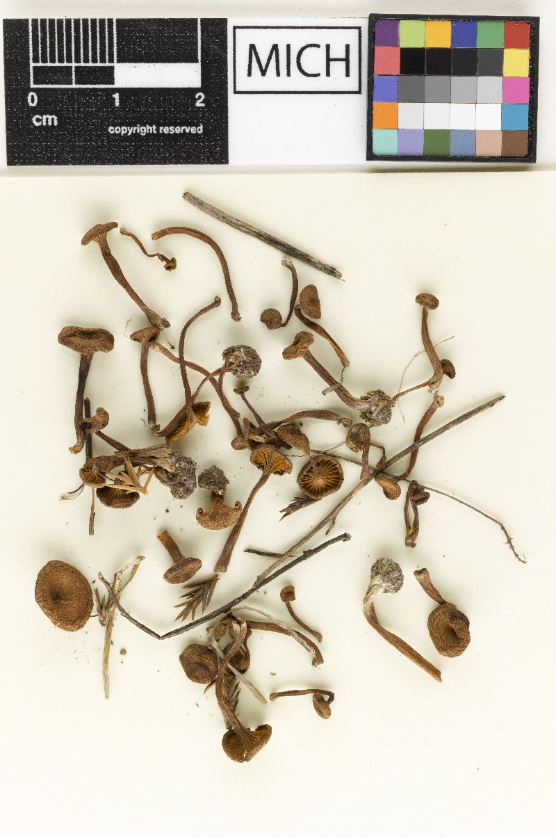 Clitocybe scabriuscula image