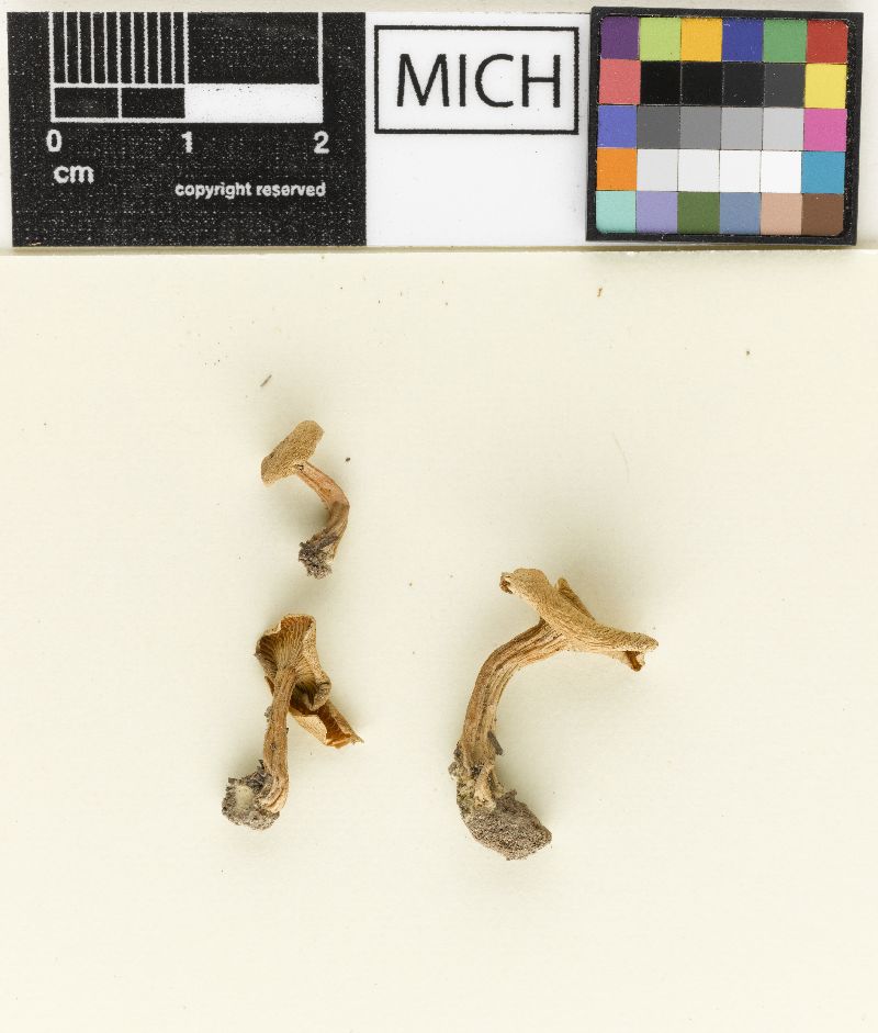 Clitocybe spodoxutha image