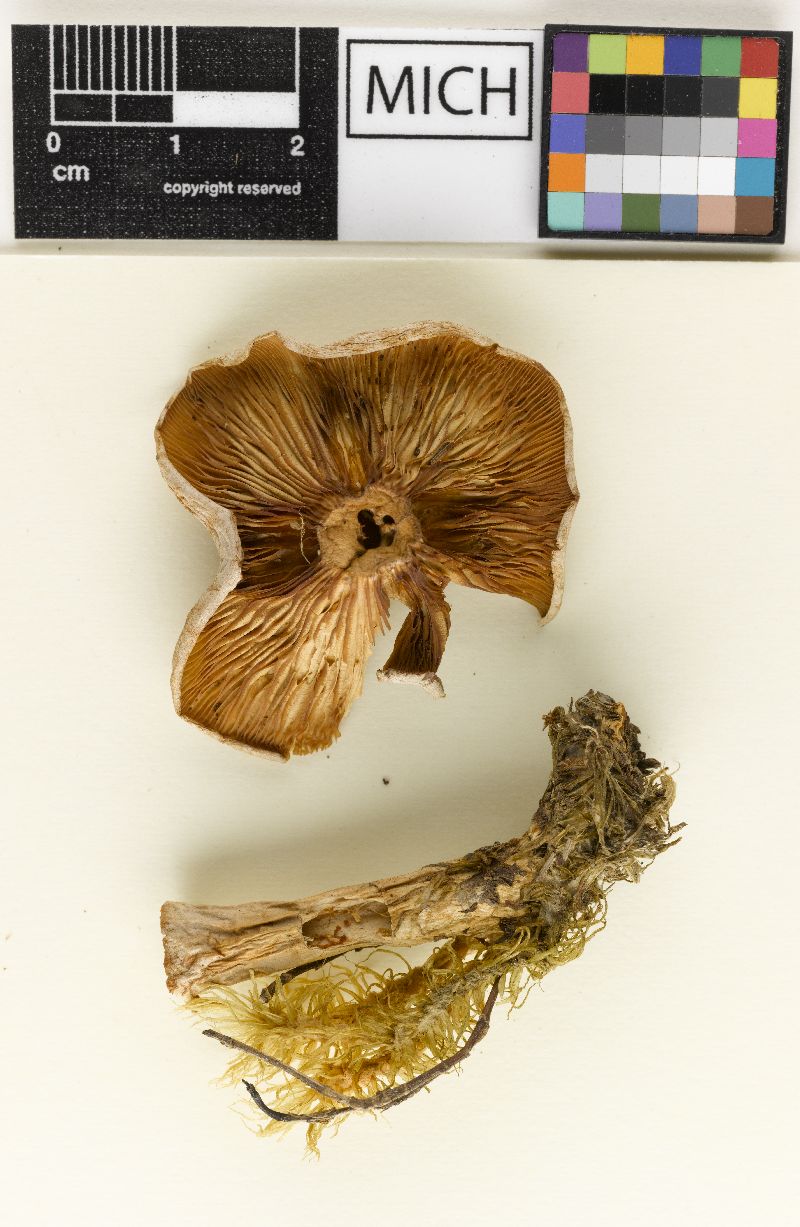 Clitocybe subcanescens var. robusta image
