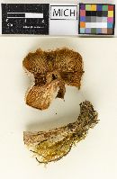 Clitocybe subcanescens var. robusta image