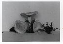 Clitocybe subcanescens image