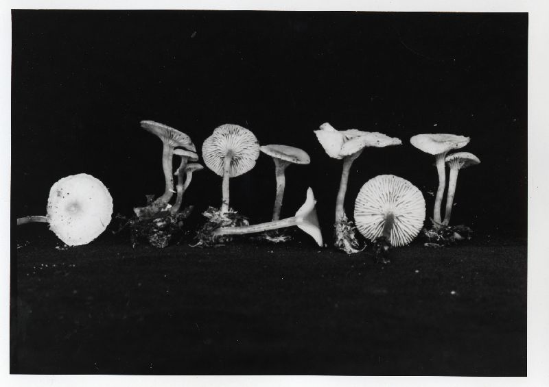 Clitocybe subfumosa image