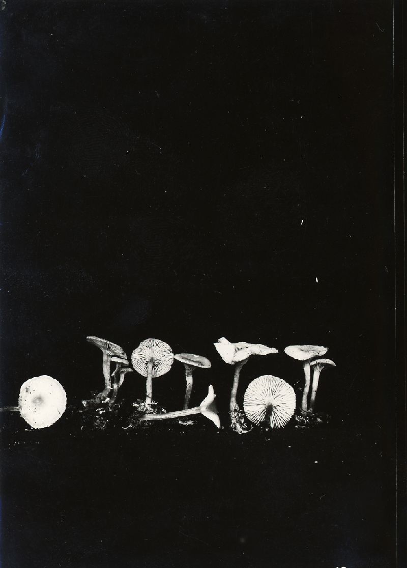 Clitocybe subfumosa image