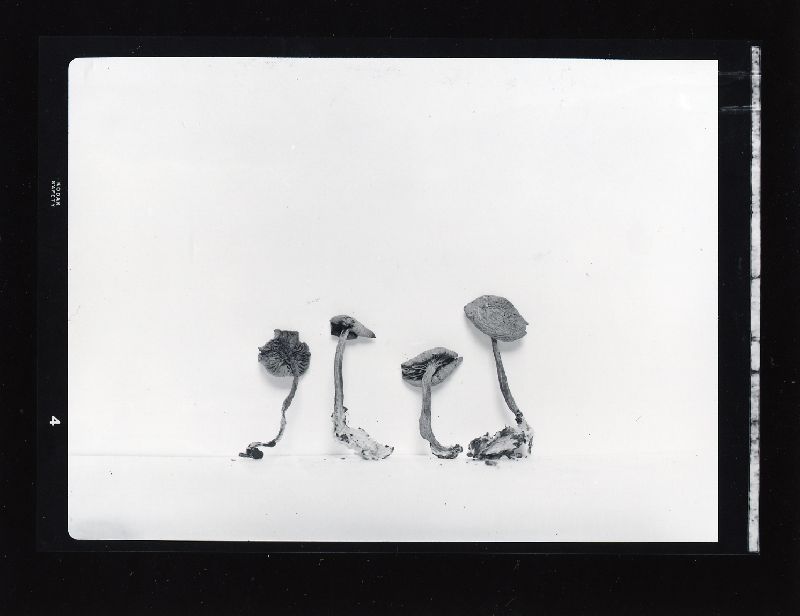 Clitocybe subfumosipes image