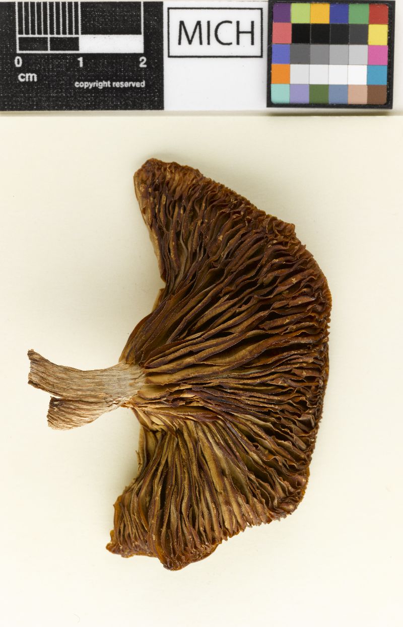 Clitocybe subhygrophanoides image