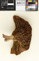 Clitocybe subhygrophanoides image