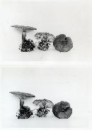Clitocybe subnitens image