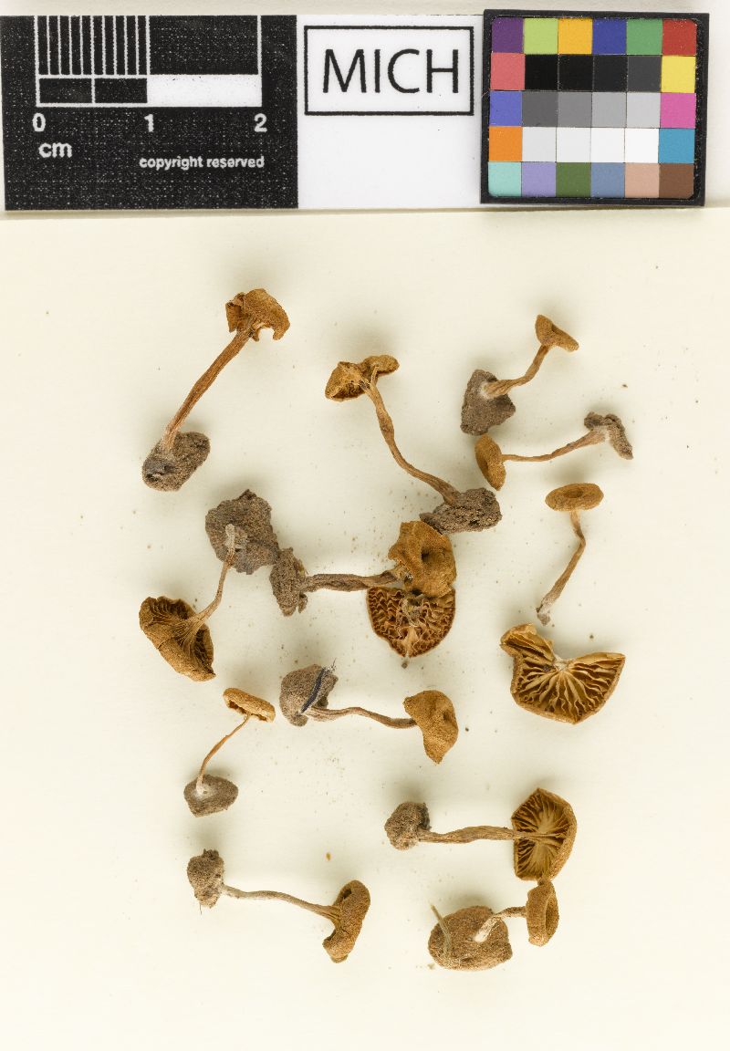 Clitocybe texensis image