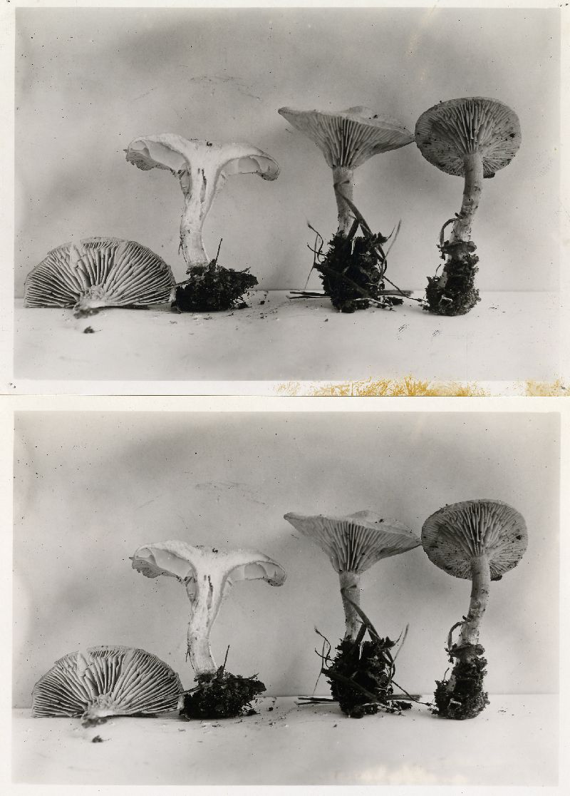 Clitocybe vermicularis image