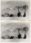 Clitocybe vermicularis image