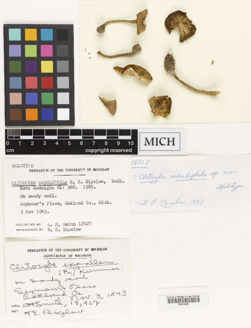 Clitocybe sabulophila image