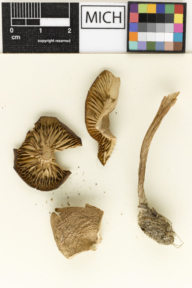Clitocybe sabulophila image
