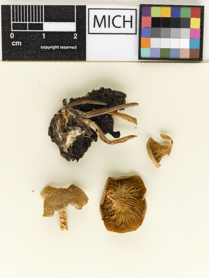 Clitocybe segeolens image
