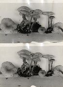 Clitocybe thujana image