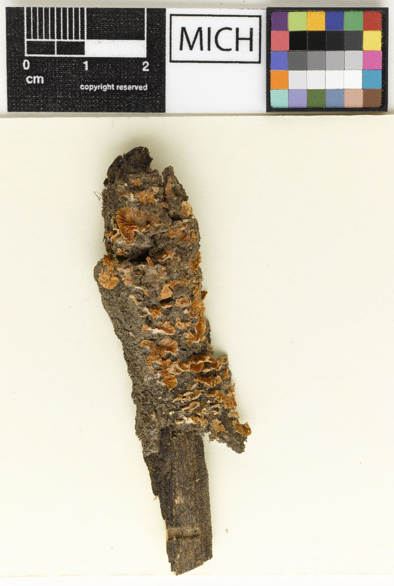 Clitopilus rhodotrama image