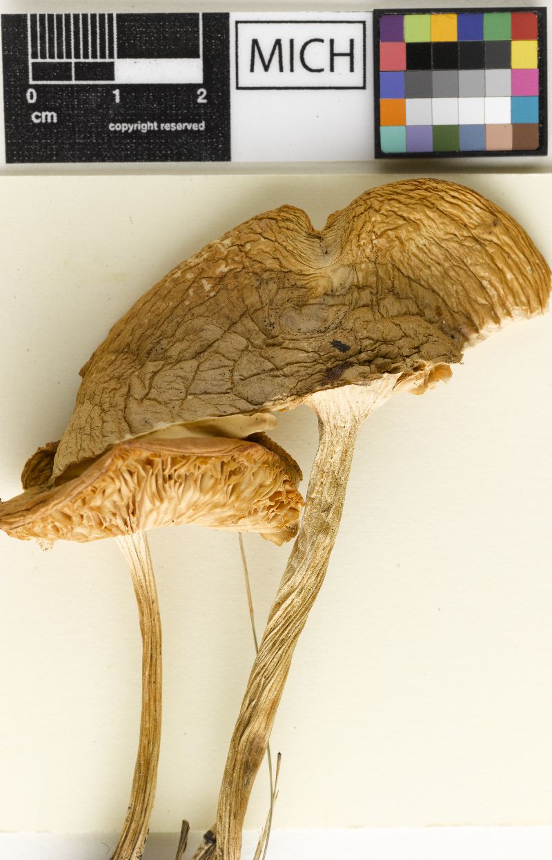 Collybia albiflavida image