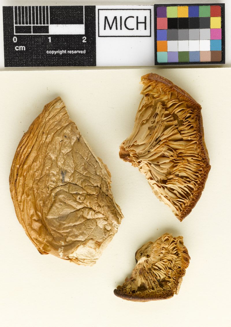 Collybia albiflavida image