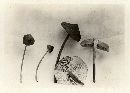 Collybia cylindrospora image