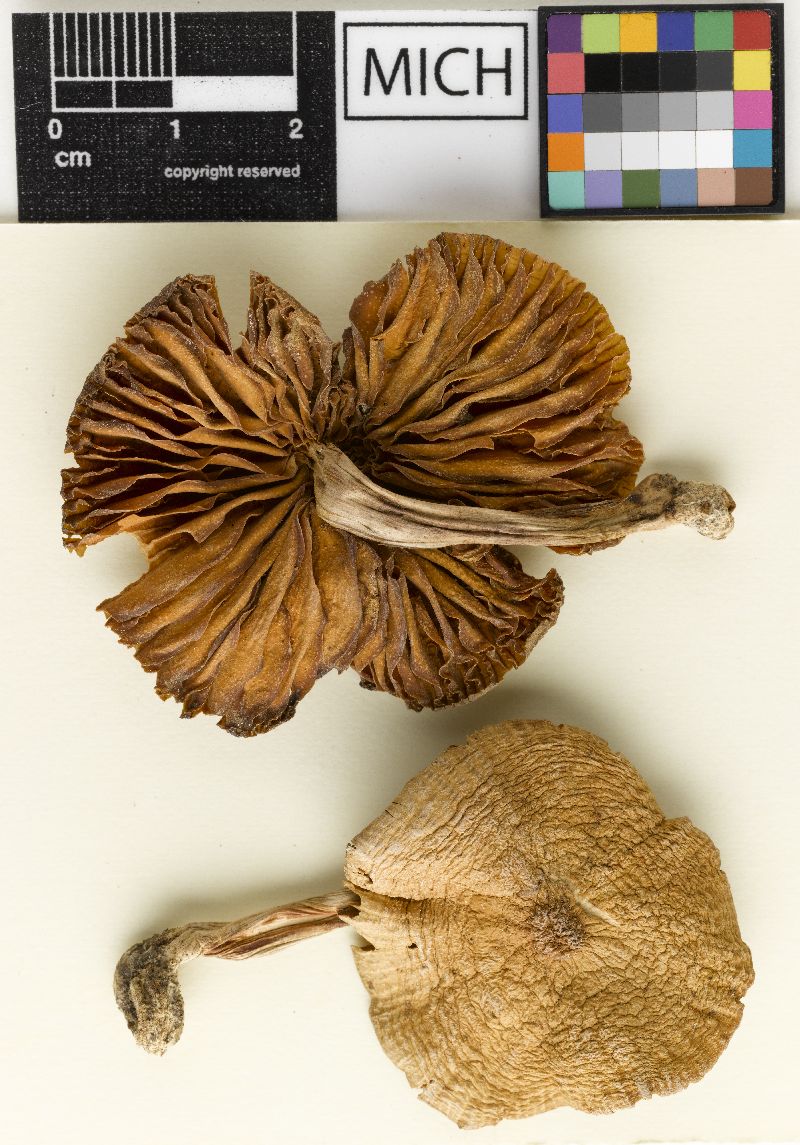 Collybia delicata image