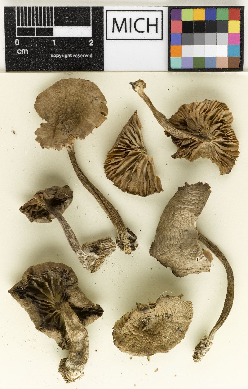 Collybia olivaceobrunnea image