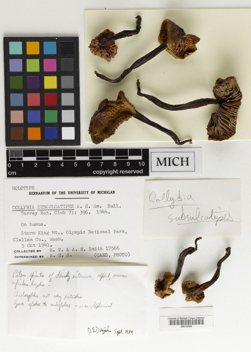 Collybia subsulcatipes image