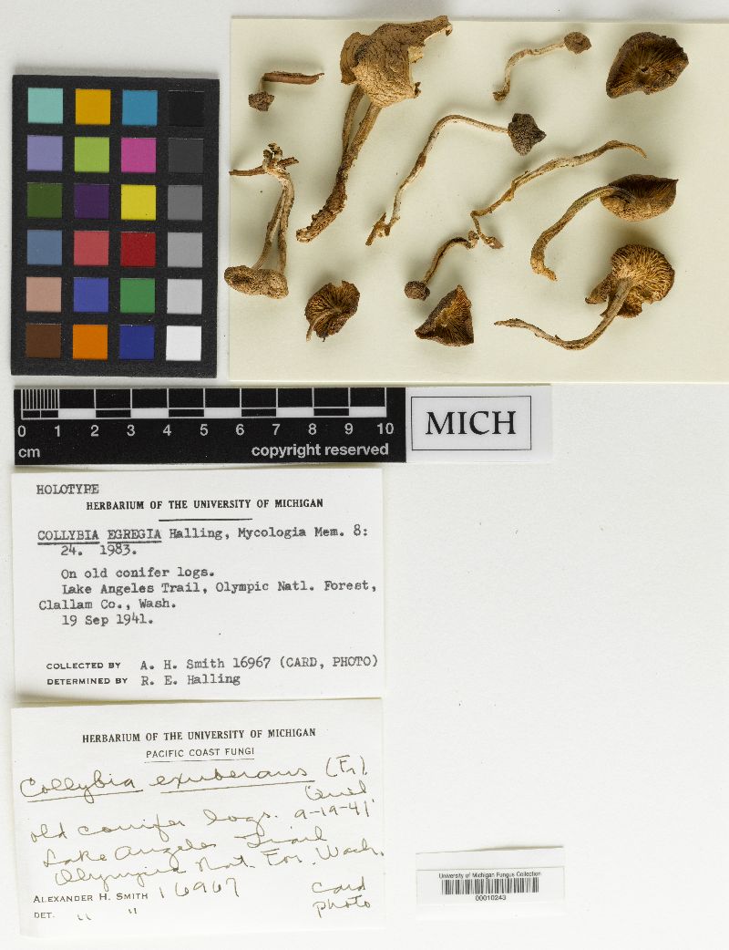 Collybia egregia image