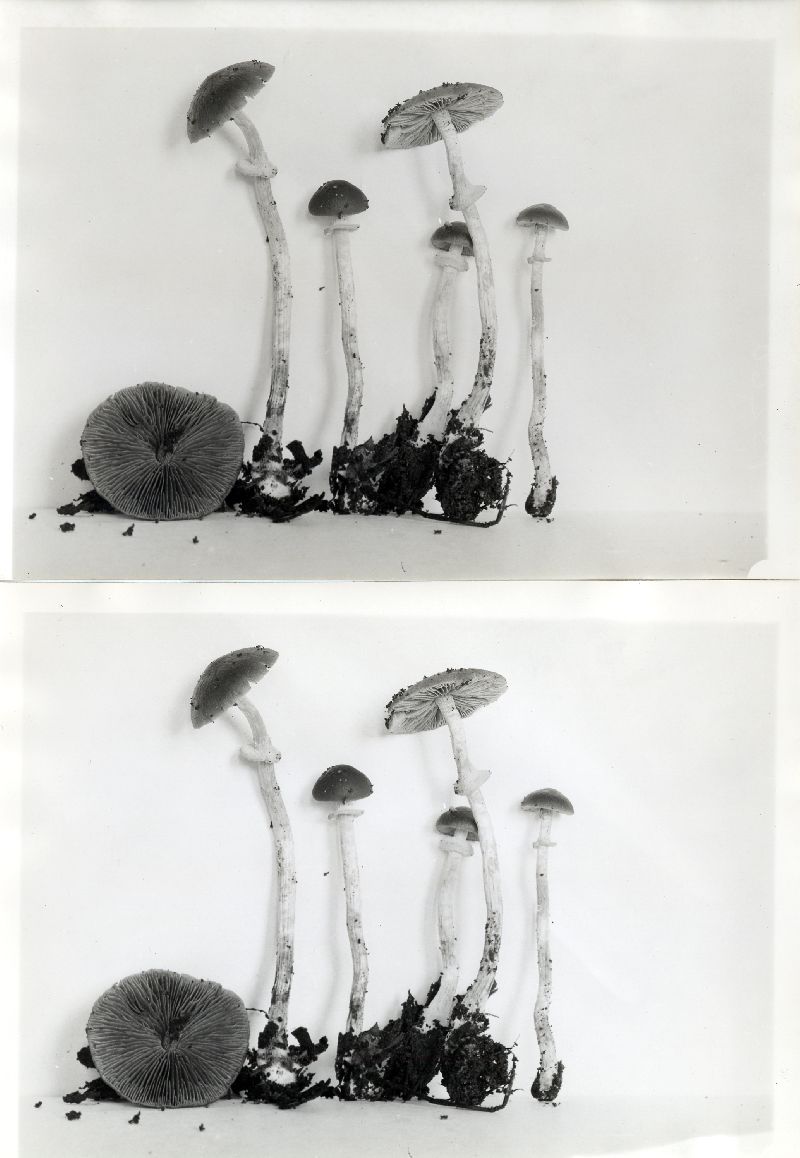 Conocybe pinguis image