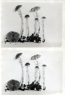 Conocybe pinguis image