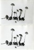 Conocybe stercoraria image