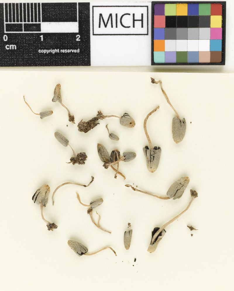 Coprinus subangularis image