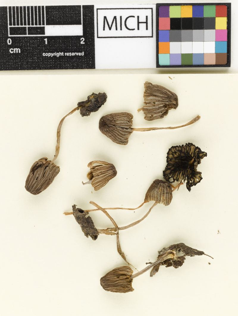 Coprinellus subpurpureus image