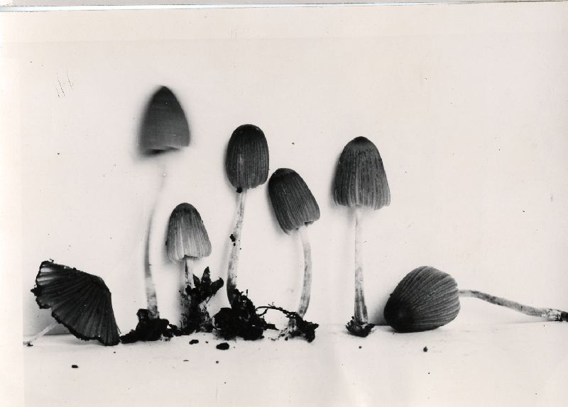 Coprinellus subpurpureus image