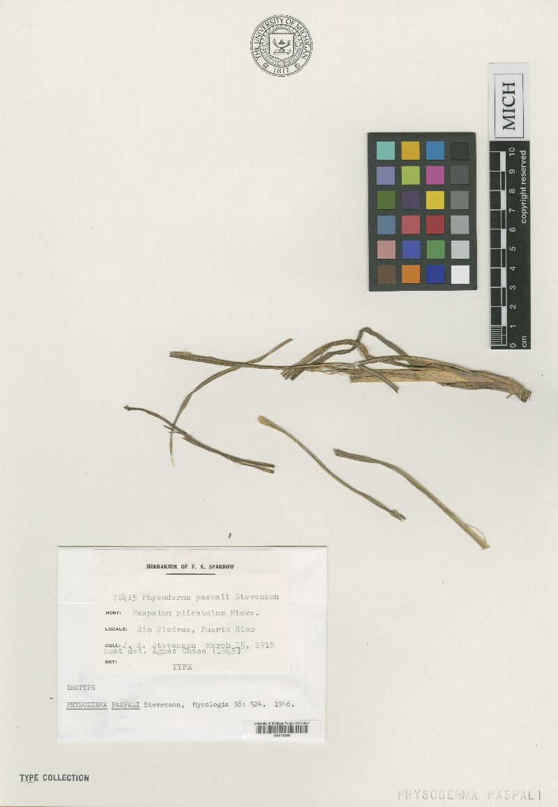 Physoderma paspali image