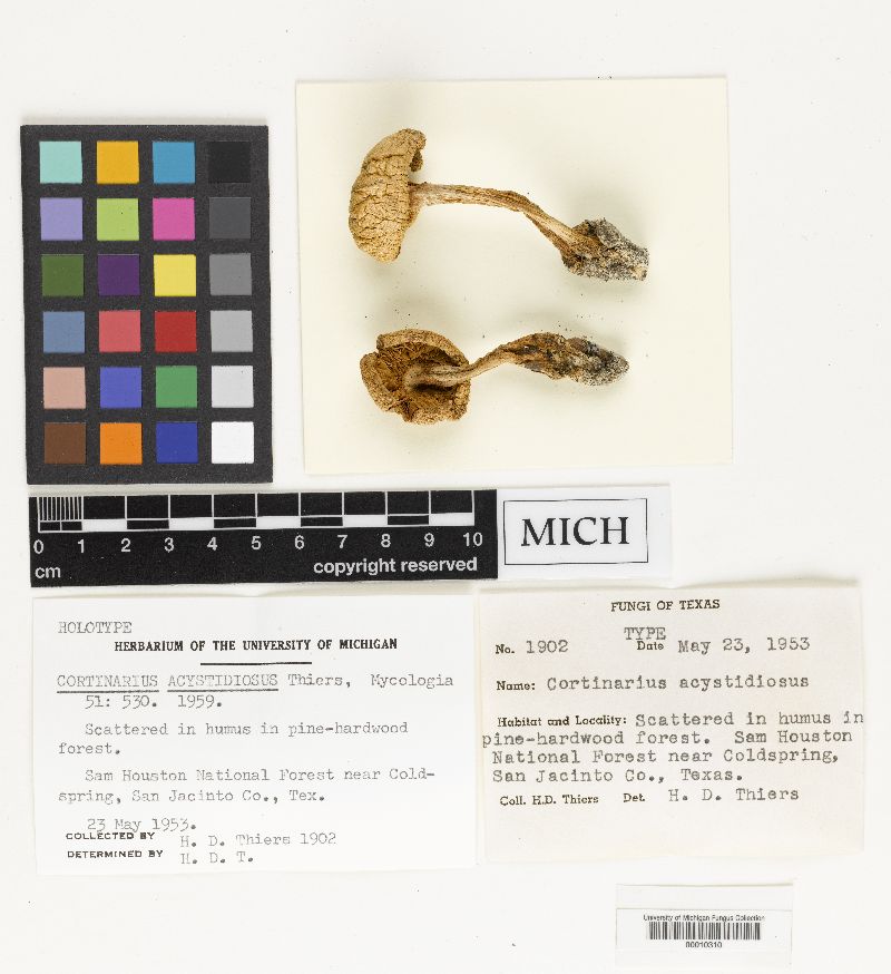Cortinarius acystidiosus image