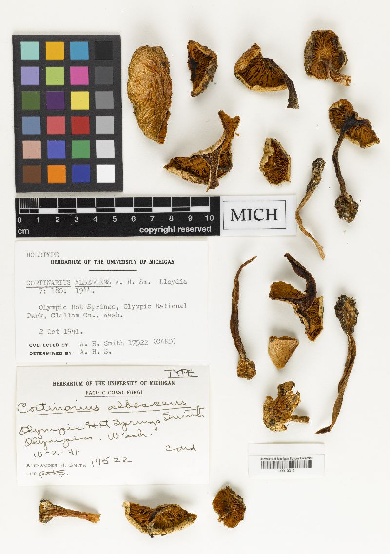 Cortinarius albescens image