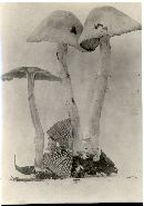 Cortinarius albidoavellaneus image