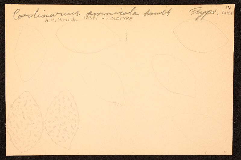 Cortinarius amnicola image