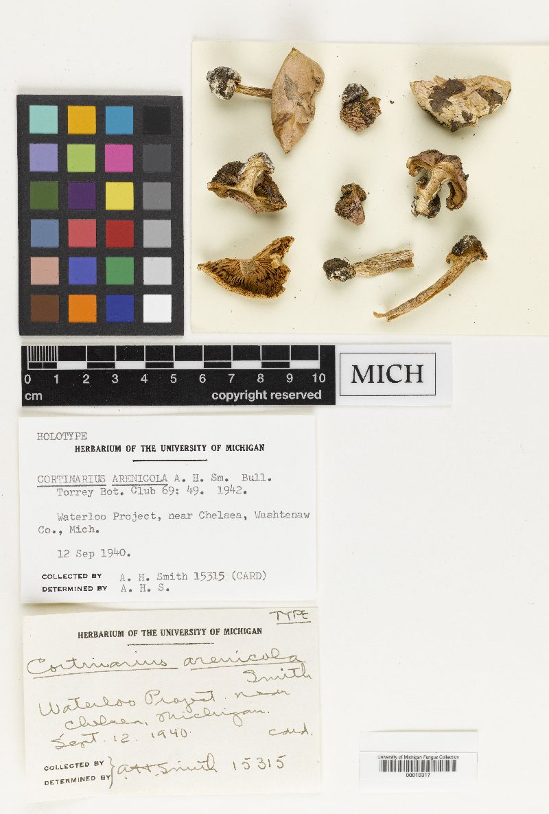 Cortinarius arenicola image