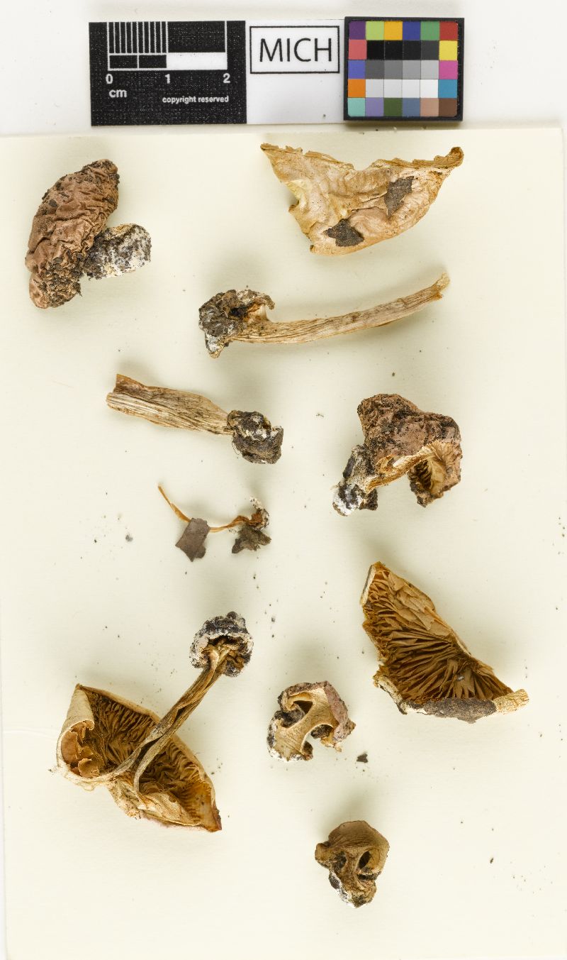 Cortinarius arenicola image