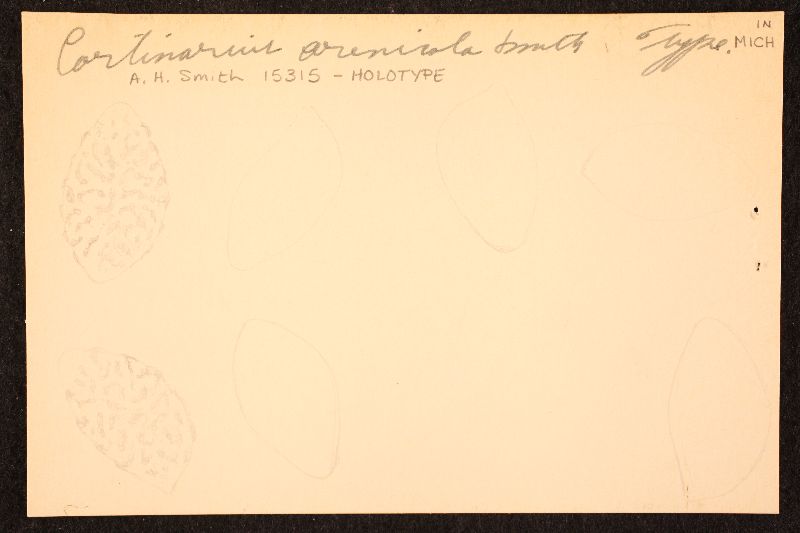 Cortinarius arenicola image